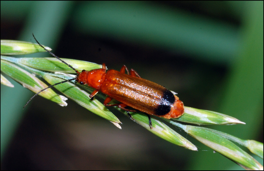 rhagonycha fulva?